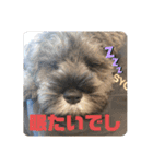 ミニチュアシュナウザーごまくま（個別スタンプ：23）
