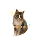はじめときなこ。2（個別スタンプ：12）
