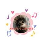 はじめときなこ。2（個別スタンプ：13）