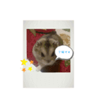 ハムスターのリュウちゃん2（個別スタンプ：12）