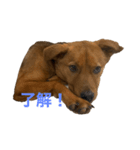 シェリとお友達（個別スタンプ：2）