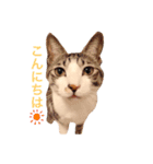 まるスタンプ///（個別スタンプ：12）