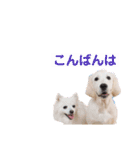 るび ＆ にっき（個別スタンプ：3）