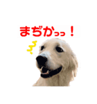 るび ＆ にっき（個別スタンプ：17）