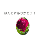 大きな文字と花でLINEにチャレンジ（個別スタンプ：4）
