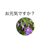 大きな文字と花でLINEにチャレンジ（個別スタンプ：16）