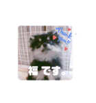 【ポメラニアンの福】（個別スタンプ：1）