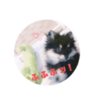 【ポメラニアンの福】（個別スタンプ：3）