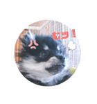 【ポメラニアンの福】（個別スタンプ：7）