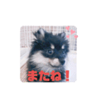 【ポメラニアンの福】（個別スタンプ：9）