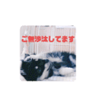 【ポメラニアンの福】（個別スタンプ：21）