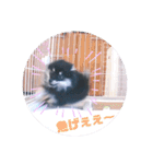 【ポメラニアンの福】（個別スタンプ：26）