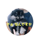 【ポメラニアンの福】（個別スタンプ：32）