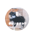【ポメラニアンの福】（個別スタンプ：33）