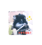 【ポメラニアンの福】（個別スタンプ：34）