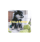 【ポメラニアンの福】（個別スタンプ：38）