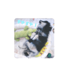 【ポメラニアンの福】（個別スタンプ：40）