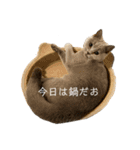 愛猫IKURA ⑵（個別スタンプ：9）