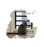 愛猫IKURA ⑵（個別スタンプ：11）
