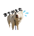犬と猫の日常スタンプ①（個別スタンプ：2）