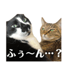 犬と猫の日常スタンプ①（個別スタンプ：3）
