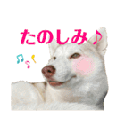 犬と猫の日常スタンプ①（個別スタンプ：5）