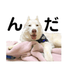 犬と猫の日常スタンプ①（個別スタンプ：9）