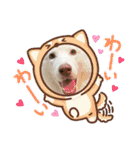 犬と猫の日常スタンプ①（個別スタンプ：21）