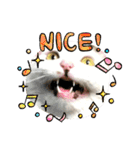 犬と猫の日常スタンプ①（個別スタンプ：23）
