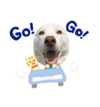 犬と猫の日常スタンプ①（個別スタンプ：25）