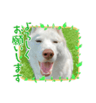 犬と猫の日常スタンプ①（個別スタンプ：26）
