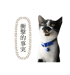 犬と猫の日常スタンプ①（個別スタンプ：31）