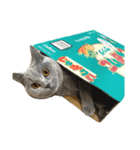 愛猫IKURA（個別スタンプ：2）