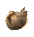 愛猫IKURA（個別スタンプ：3）