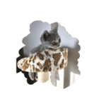 愛猫IKURA（個別スタンプ：8）