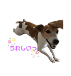 Luckyのほのぼのスタンプ（個別スタンプ：5）