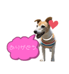 Luckyのほのぼのスタンプ（個別スタンプ：10）