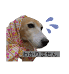 Luckyのほのぼのスタンプ（個別スタンプ：14）