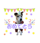 Luckyのほのぼのスタンプ（個別スタンプ：15）