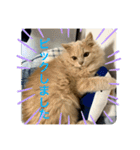 ウーバー用語 きなこバージョン（個別スタンプ：1）