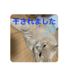 ウーバー用語 きなこバージョン（個別スタンプ：3）