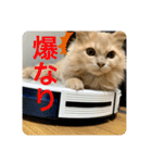 ウーバー用語 きなこバージョン（個別スタンプ：4）