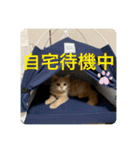 ウーバー用語 きなこバージョン（個別スタンプ：5）