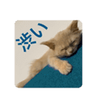 ウーバー用語 きなこバージョン（個別スタンプ：7）