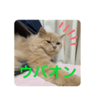 ウーバー用語 きなこバージョン（個別スタンプ：11）