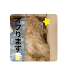 ウーバー用語 きなこバージョン（個別スタンプ：15）