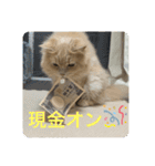 ウーバー用語 きなこバージョン（個別スタンプ：16）