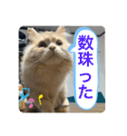 ウーバー用語 きなこバージョン（個別スタンプ：17）