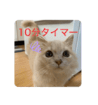 ウーバー用語 きなこバージョン（個別スタンプ：21）
