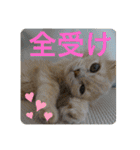 ウーバー用語 きなこバージョン（個別スタンプ：22）